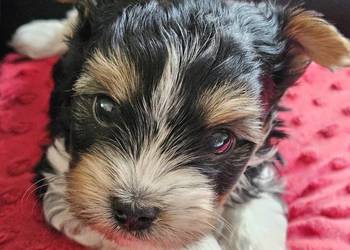 Biewer Yorkshire Terrier