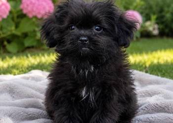 Suczka maltipoo xs