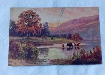 Pocztówka : krowy przy wodopoju, Polska, lata 20-e XX w.