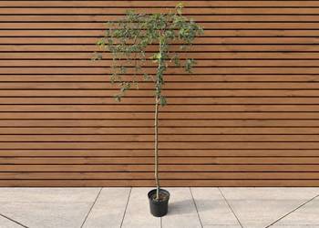 Jarząb pospolity 'Pendula', szczep. 180-200 cm
