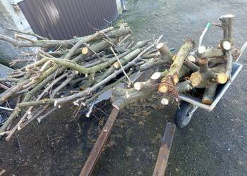 Orzech laskowy Spszedam