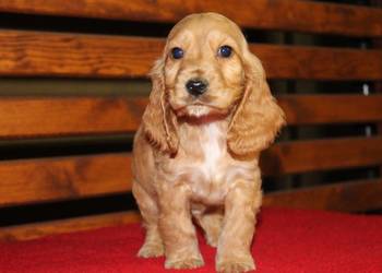 Cocker Spaniel śliczny szczeniak