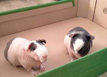 Świnki morskie rasy skinny,bracia bliźniacy.