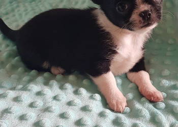 Śliczny mini piesek   chihuahua