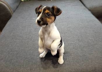 Jack Russell Terrier
