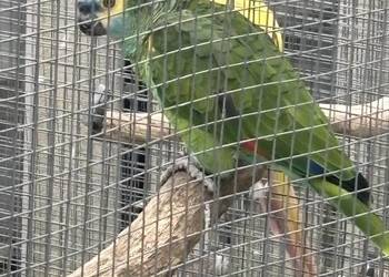 Amazonka niebieskoczelna samiec 4 lata