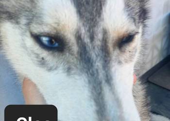 Syberiany husky