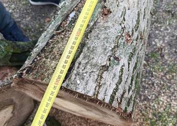 Orzech włoski kłody