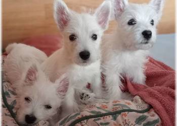 West Highland White Terrier | DNA CMO-0, westie 2025 ZKwP FCI