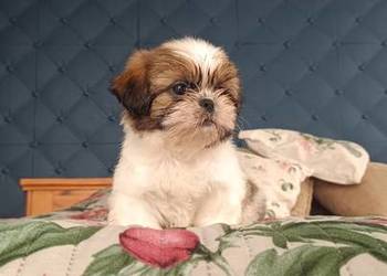 Szczeniaki shih tzu