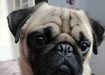 Mops pies reproduktor z rodowodem gotowy do krycia Mops pies reproduktor z rodowodem gotowy do krycia