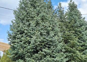 Piękna Jodła Kalifornijska