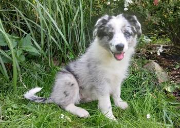 Border collie