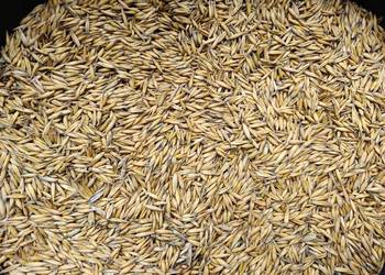 Owies jary pellet opał zbiór 2026 40kg