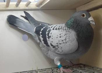 Samiec z rozpłodu drapa