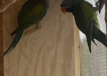 Aleksandretty chińskie para lęgowa