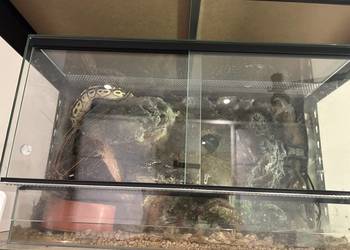 Pyton królewski Lesser Hurricane