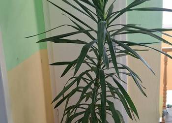 Juka yucca w doniczce duża 1,90