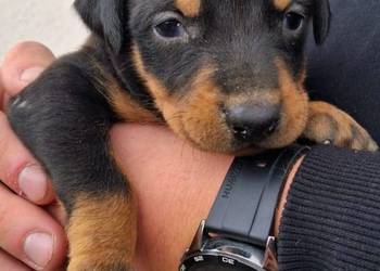 Sprzedam doberman suczka brązowa i czarna