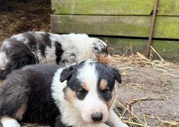 Owczarek szkocki collie