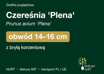 Czereśnia 'Plena' (Prunus avium) obwód 14-16 cm, z bryłą – HURT