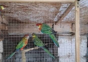 Rozelle żółtolice 2025