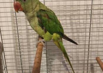 Papuga Aleksandretta wielka