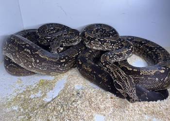 Boa argentyński Boa argentyński