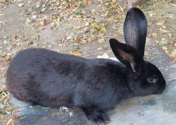 Sprzedam samice srokacz niemiecki Sprzedam samice srokacz niemiecki