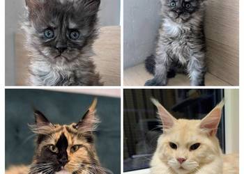 Maine Coon kotka opcja do hodowli po Championach