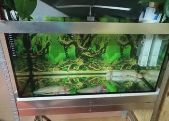 Akselotl Piękne Okazy