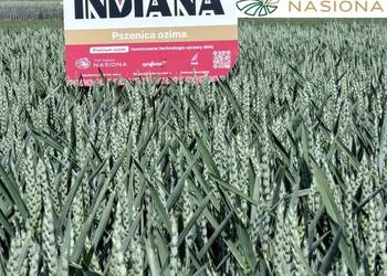 Pszenica jakościowa Indiana od Top Farms cena w sierpniu