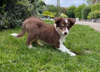 "CODY" piesek Border Collie czekoladowy tricolor BADANIA GENETYCZNE