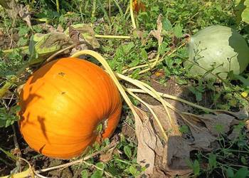 Dynia bez oprysków i nawozów Nelson Halloween Pastewna