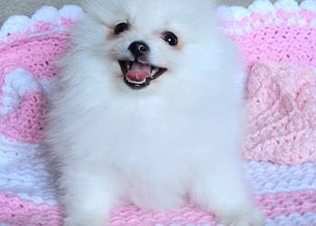 Piekna suczka szpic miniaturowy pomeranian