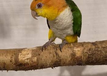 Barwinka bialobrzucha