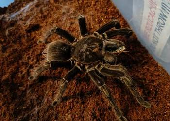 Pamphobeteus machalla