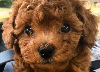 Sliczne pudel pudelki Toy i mini