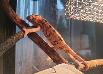 sprzedam kameleona lamparci samiczka