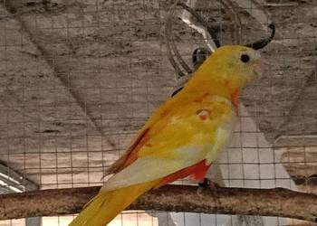 Łąkówka turkusowa - samica