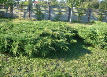 jalowiec plozacy
