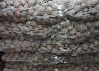 Sprzedam ziemniaki odmiana Irga, różne ilości