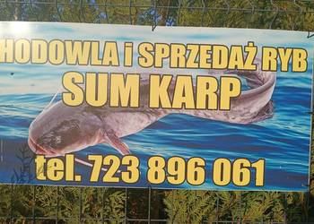 Sum ryba tusza tuszka wysyłka