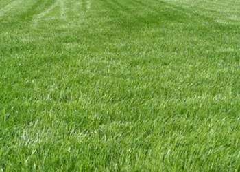 Zakładanie trawnika przygotowanie terenu siew trawy KURÓW