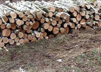 Drewno opałowe brzoza