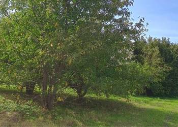 Działka rolno-budowlana Działka rolno-budowlana