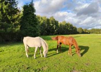 Sprzedam dwa konie arabskie