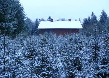 Choinki-Głębocko 20, gm Murowana Goślina,WLKP