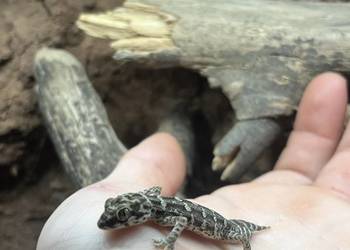 Gekon żmijowy/ viper gecko jaszczurka,gad