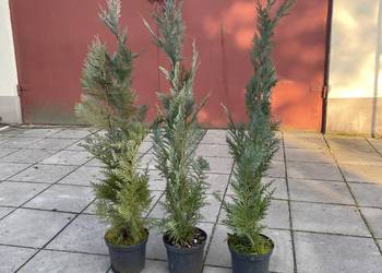 Cyprysik kolumnowy Columnaris